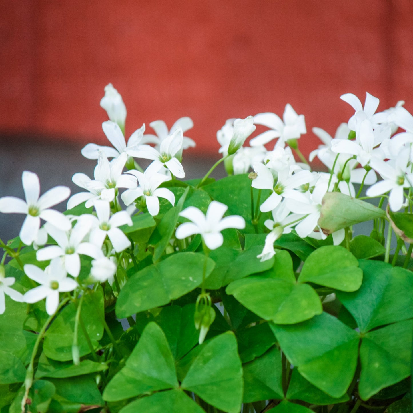 oxalis regnellii green shamrock in bloom