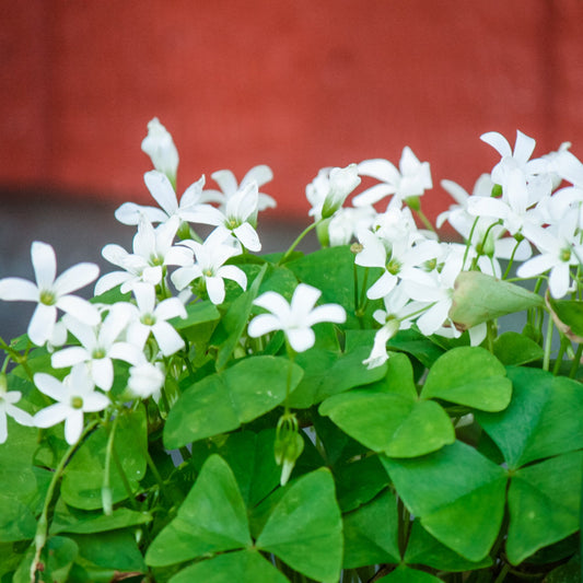 oxalis regnellii green shamrock in bloom