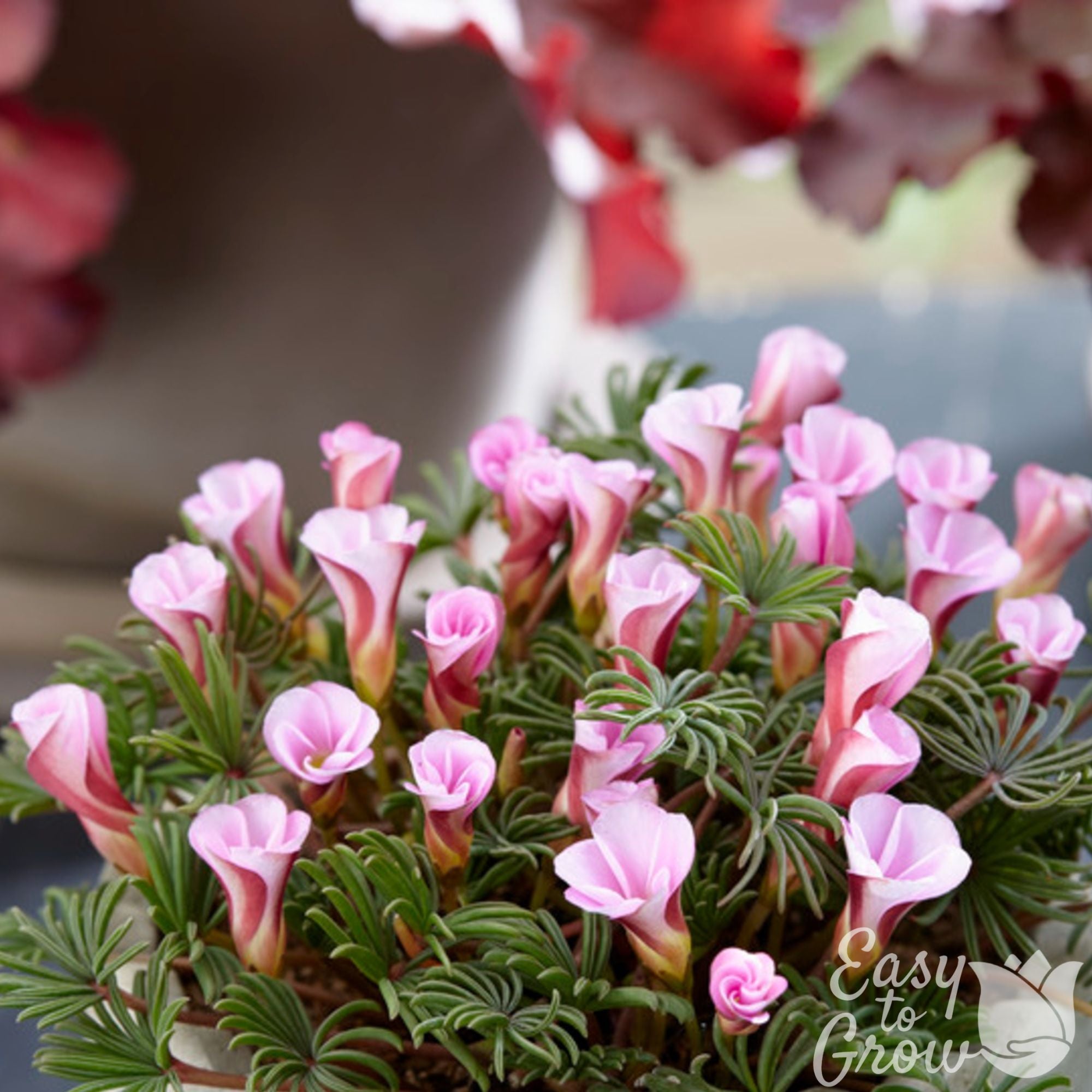 Oxalis Bulbs (Shamrocks) for Sale | Easy to Grow™ – Easy To Grow Bulbs