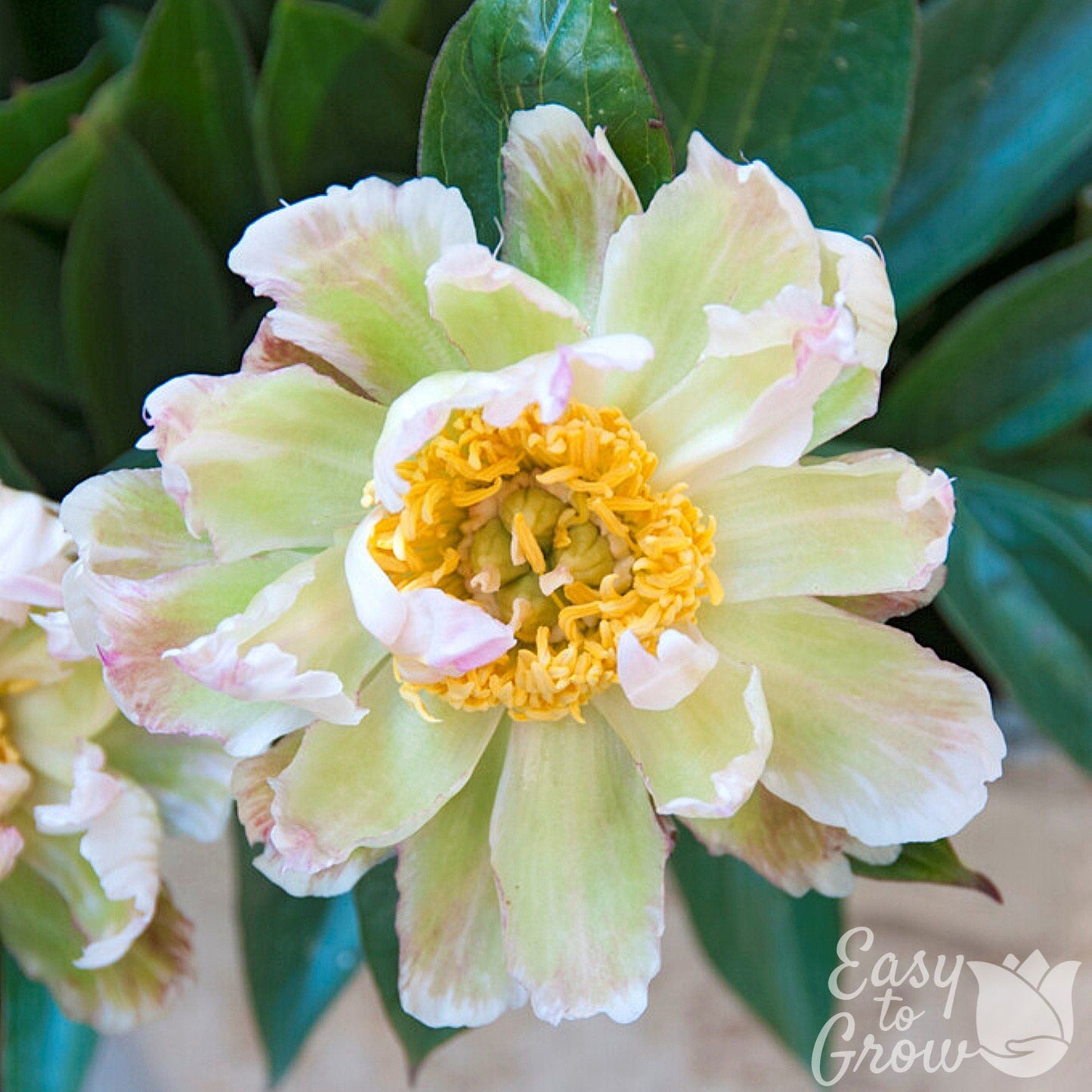 Peony Green Lotus features light green petals with pink and white flares and tips.