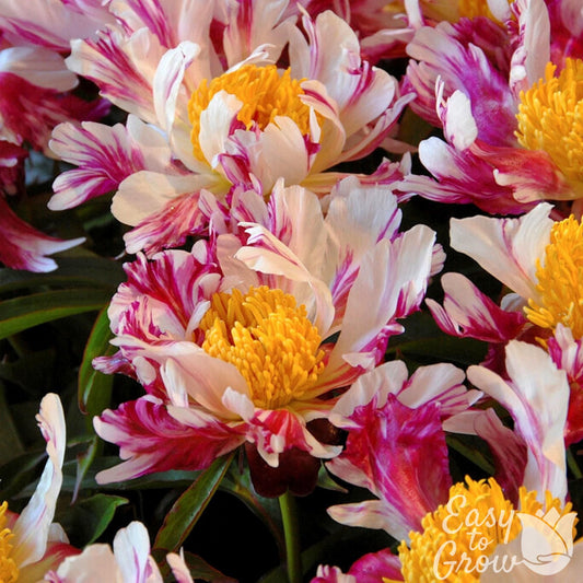 Peony Peppermint Stick flowers feature petals with dark pink and white streaked petals.