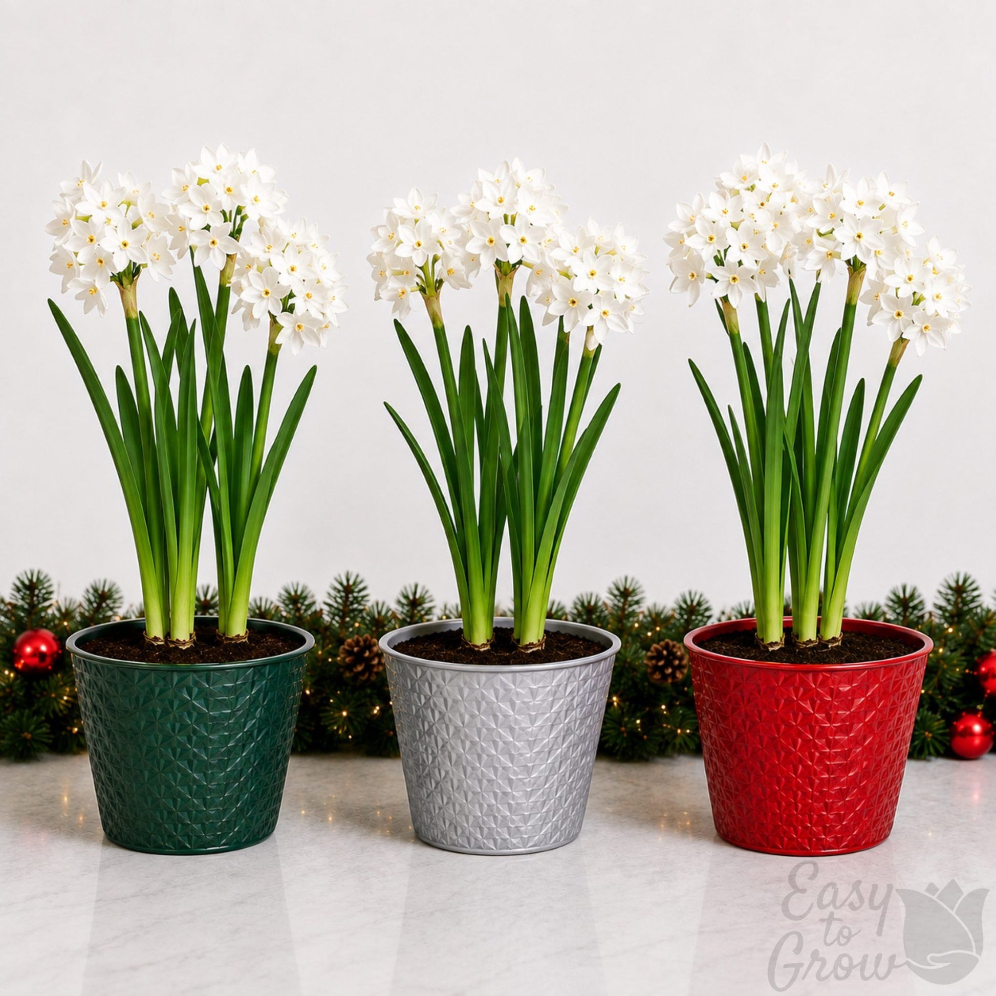 Paperwhites blooming in a gift kit pot