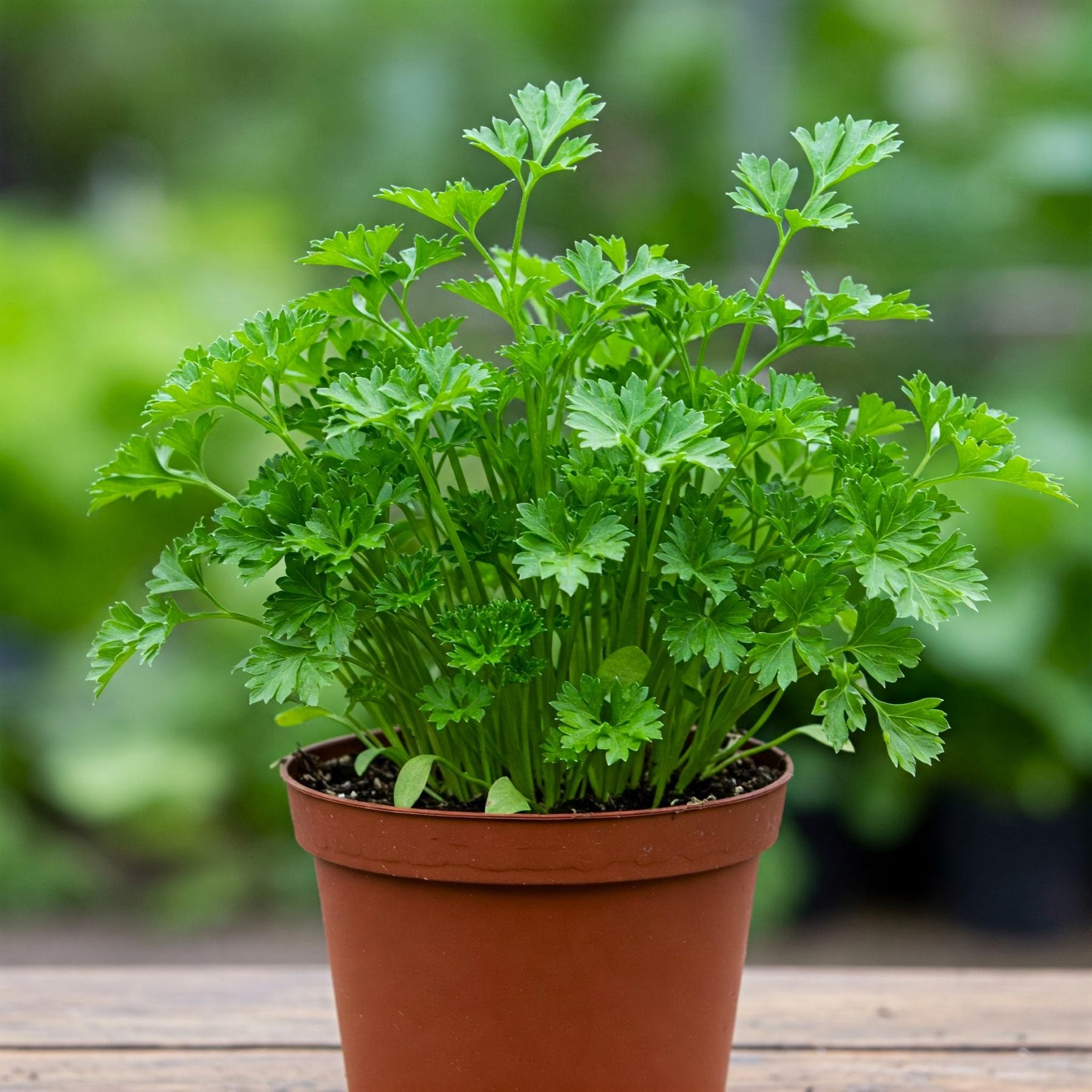 planting parsley in pots Parsley Plain Leaved Seed