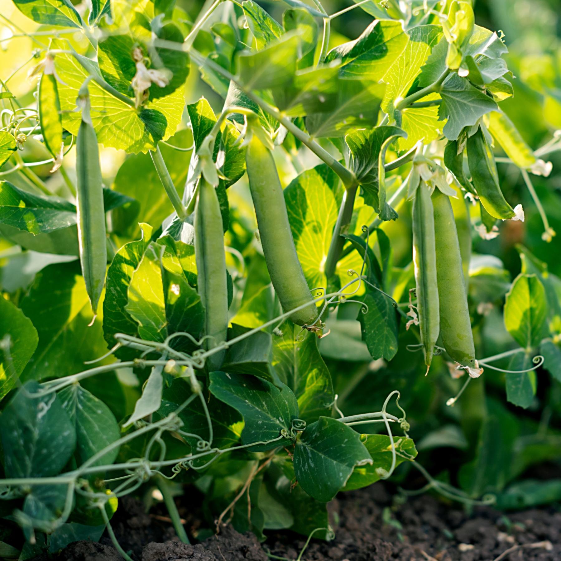 planting pea seeds Easy to Grow Bulbs Pea Seed