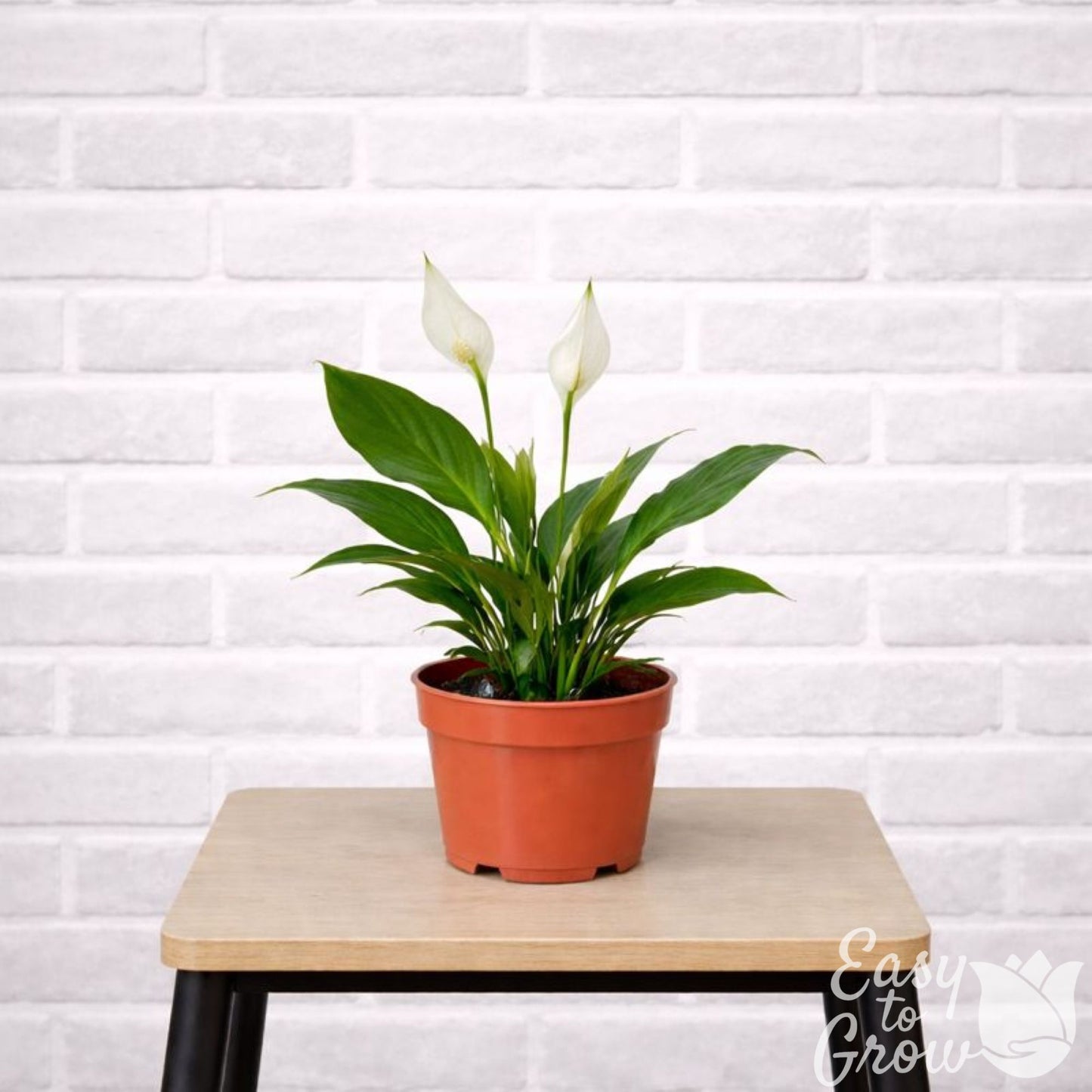 peace lily young Easy to Grow Bulbs Spathiphyllum Peace Lily Houseplant