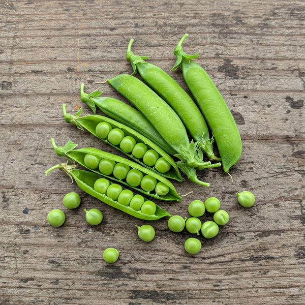 Easy to Grow Pea Seed