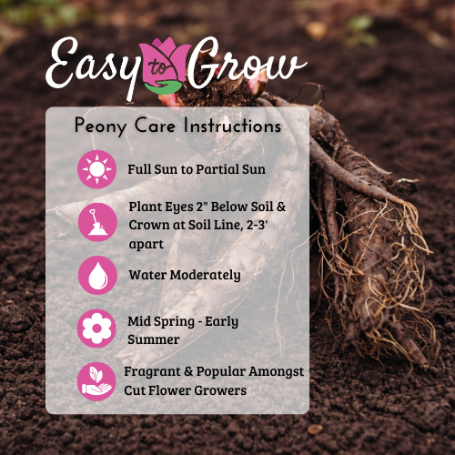 Peony - Double Flowering Mix