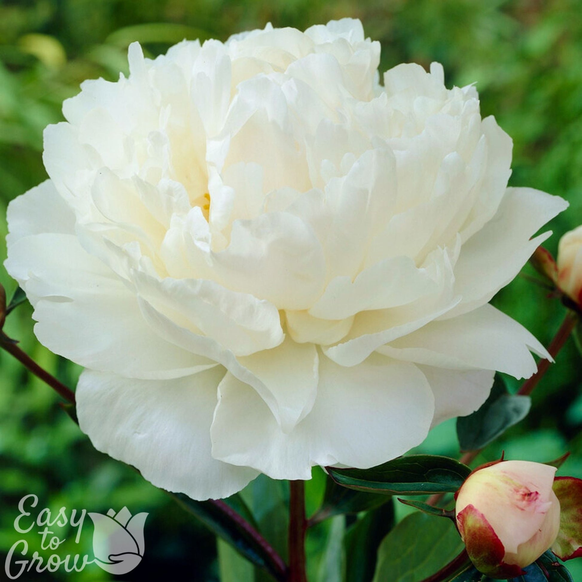 white bloom of Peony Gardenia
