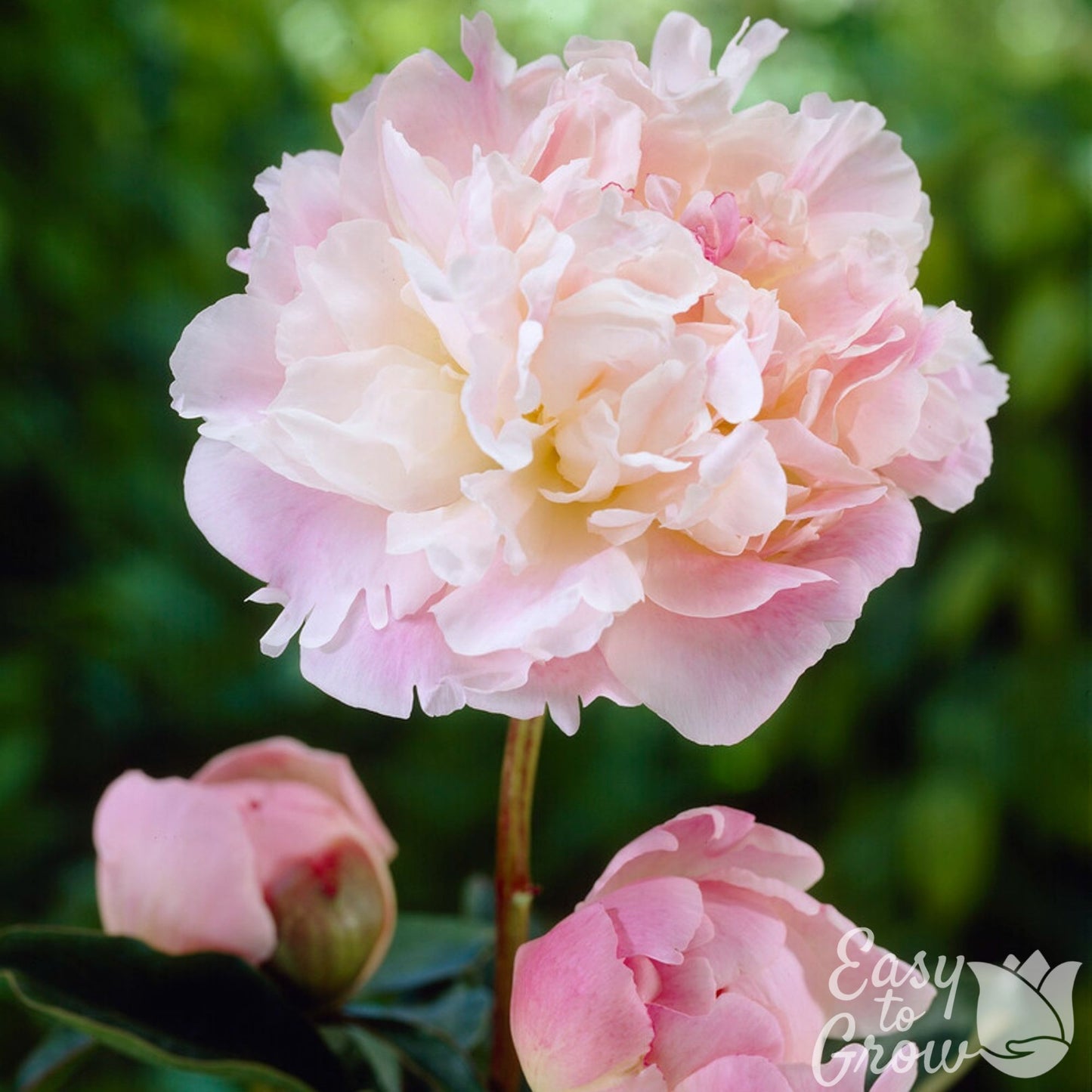 blush pink blooms peony alexandra duff