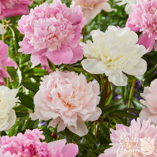 Peony pastel pink and white flowers in the garden