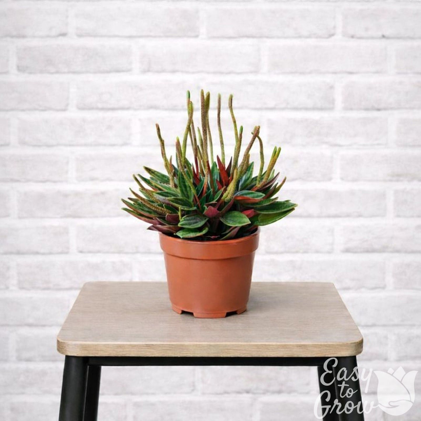 Peperomia Rosso houseplant in a grower pot, placed on a stool.