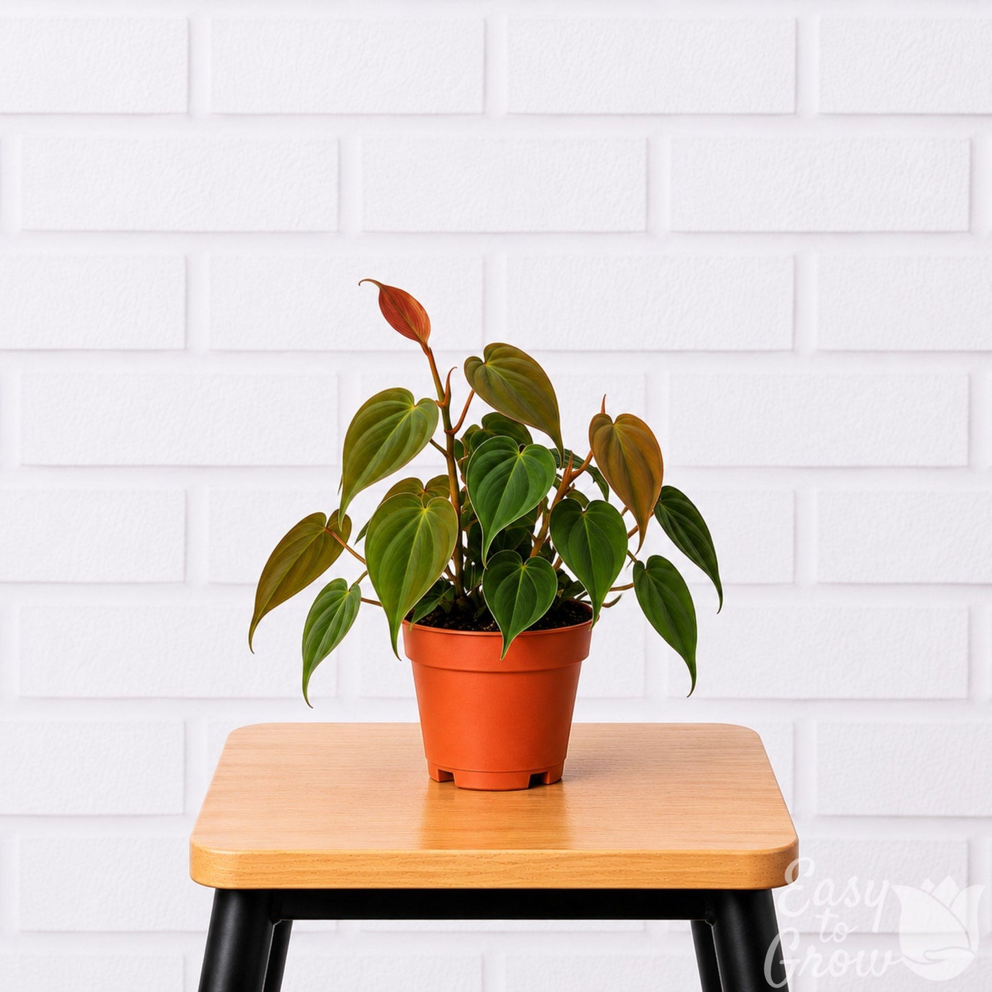 Philodendron Micans houseplant in grower pot on a stool