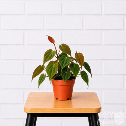 Philodendron Micans houseplant in grower pot on a stool
