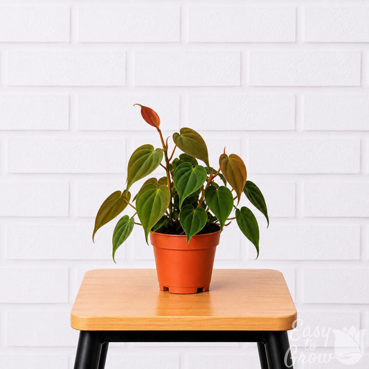 Philodendron Micans houseplant in grower pot on a stool