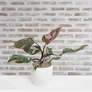 Philodendron Pink Princess in a white ceramic pot