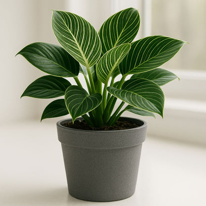 philodendron birkin growth Philodendron