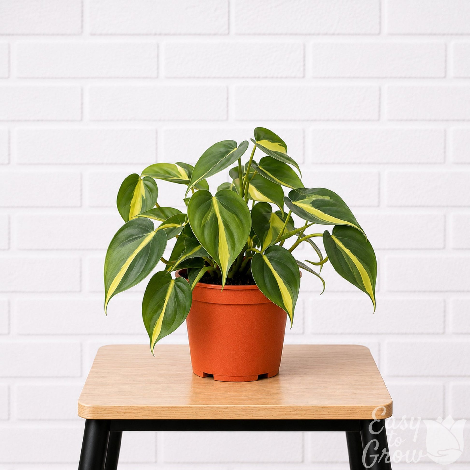 Philodendron Brasil houseplant in a grower pot