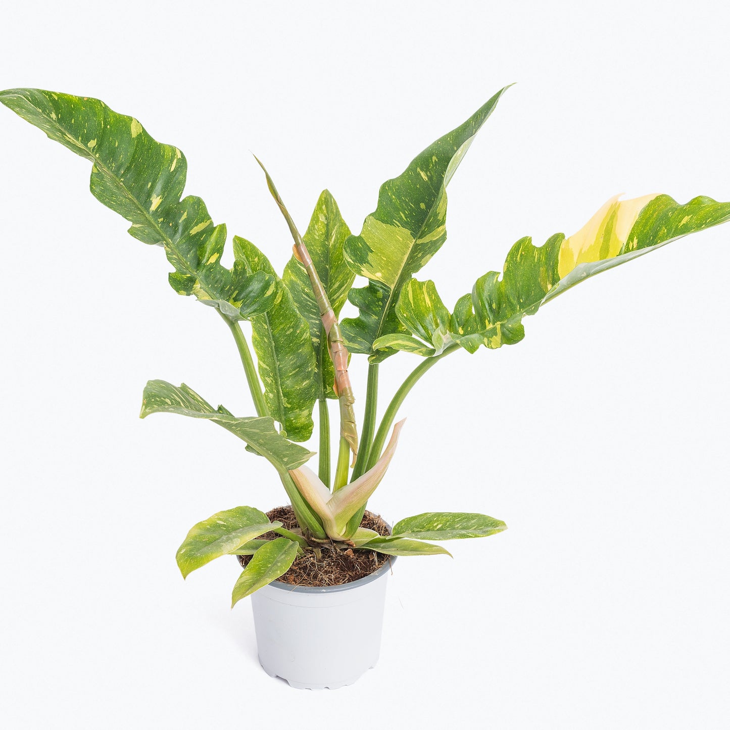 Larger mature Philodendron Ring of Fire in a white pot