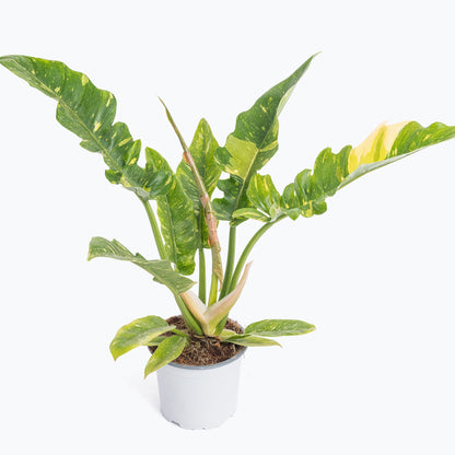 Larger mature Philodendron Ring of Fire in a white pot