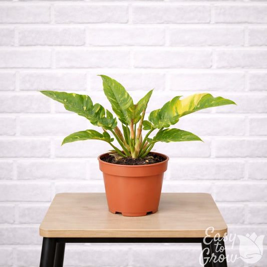Philodendron Ring of Fire in grower pot on a stool