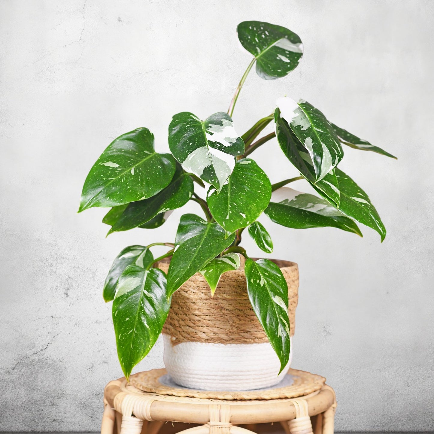 philodendron white knight plant Gorgeous Philodendron Houseplants for Sale