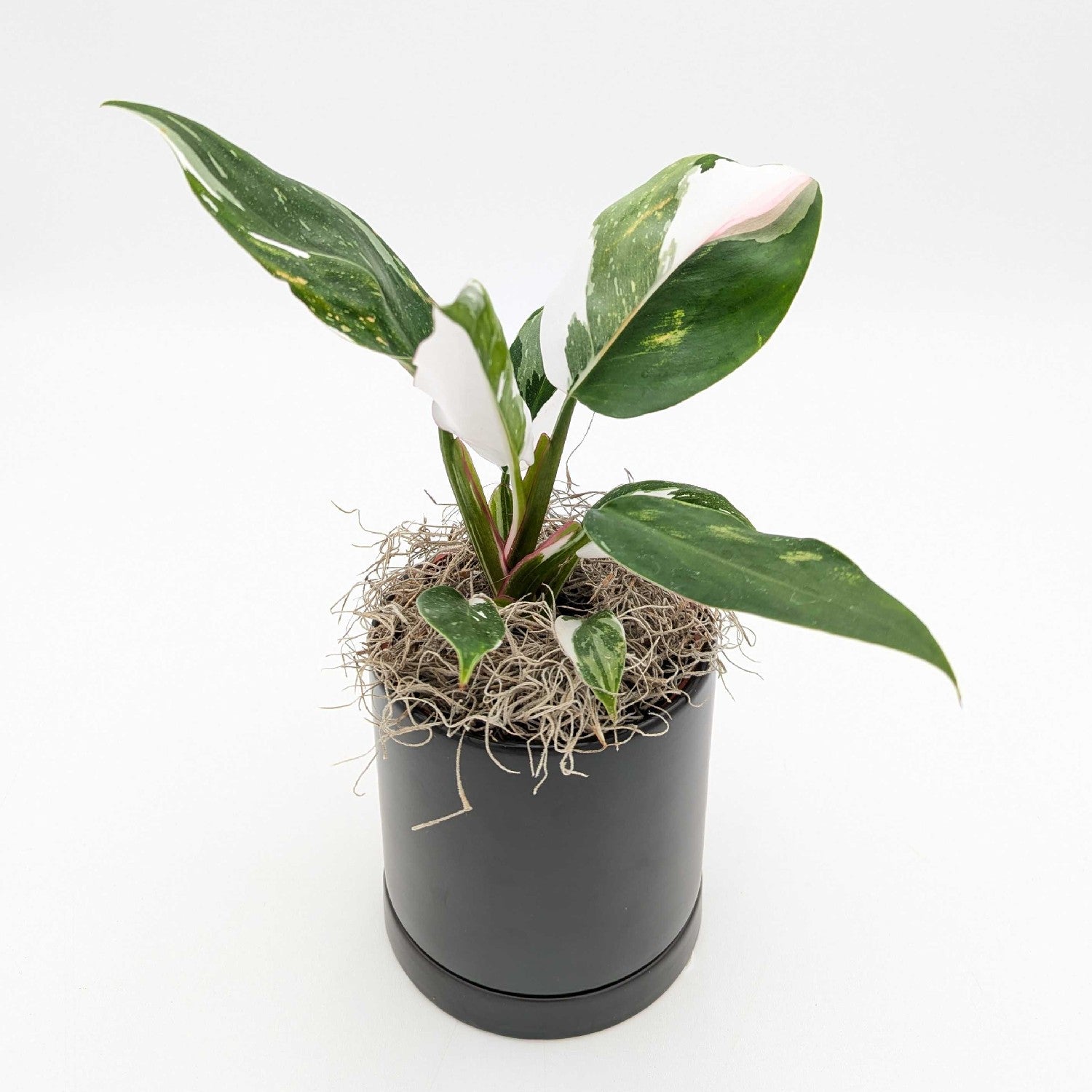 black knight philodendron price Philodendron