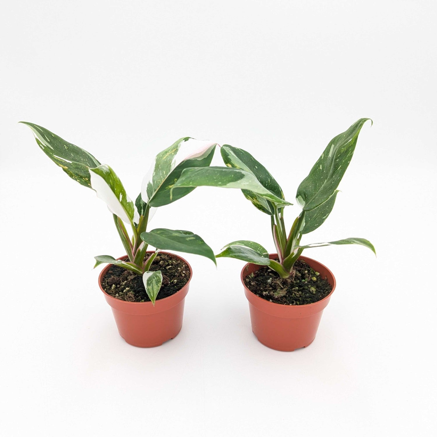 philodendron bulbs for sale Philodendron