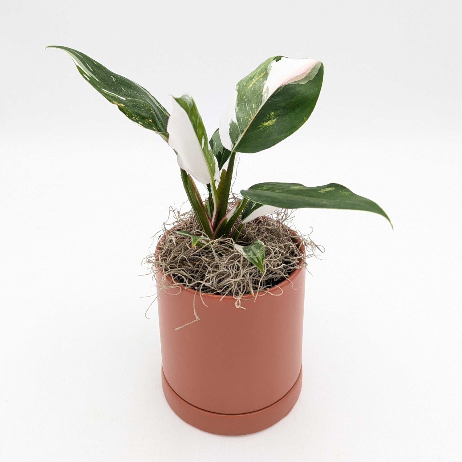 philodendron bulb Philodendron