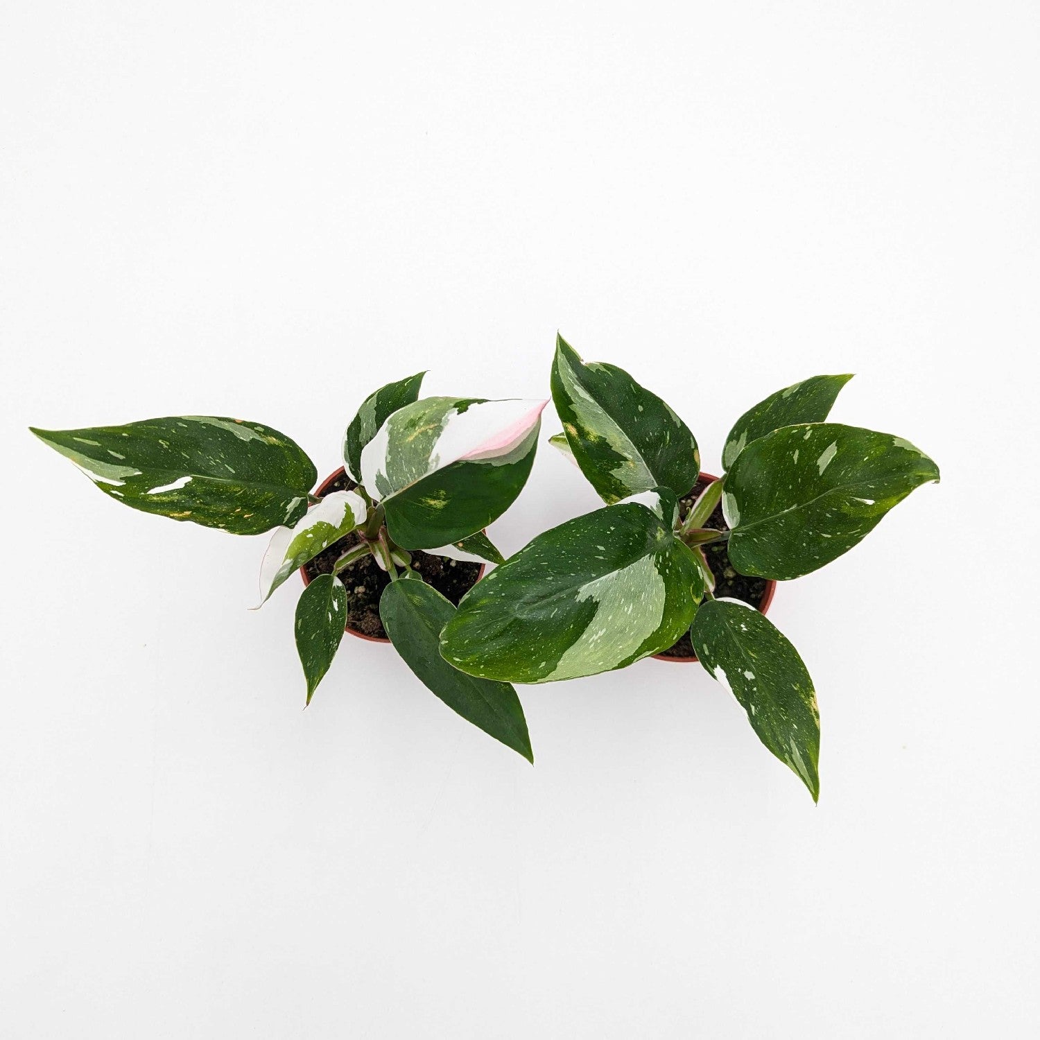 philodendron bulbs for sale Philodendron