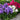 Blue-violet, White and Red flowers of Phlox Fragrant Collection