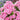 bright pink and white striped flowers of Peppermint Twist Phlox