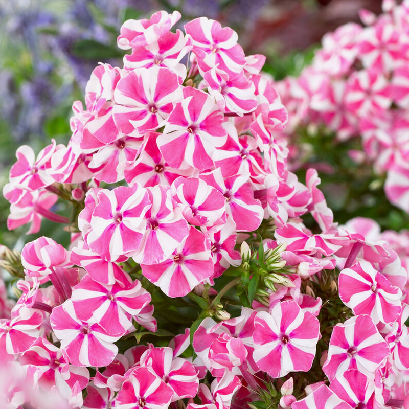 bright pink and white striped flowers of Peppermint Twist Phlox