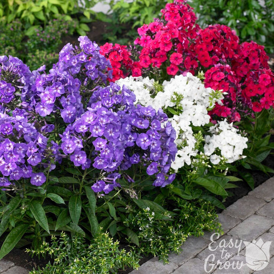Blue-violet, White and Red flowers of Phlox Fragrant Collection.