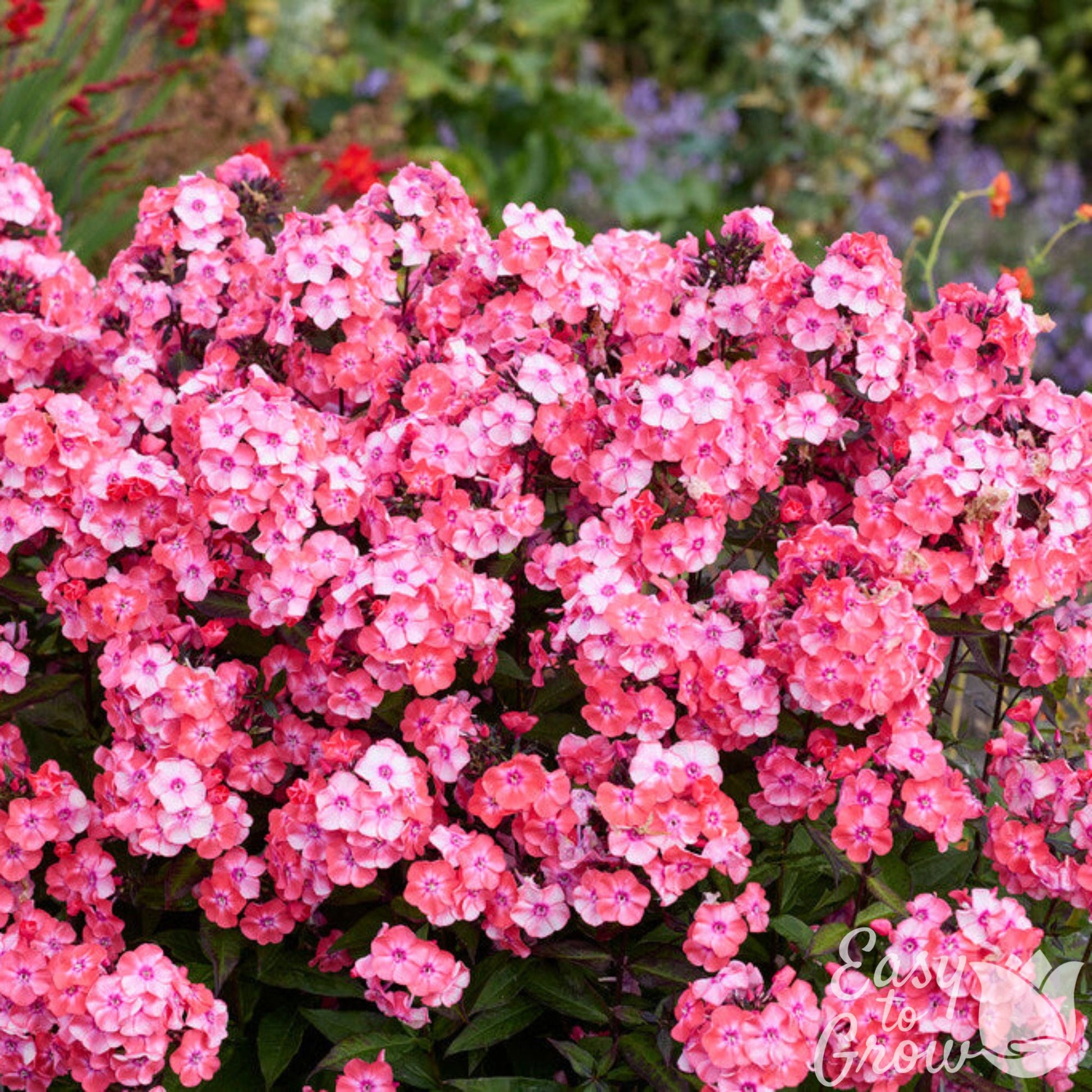 bright pink flowers of Phlox Glamour Girl in bloom