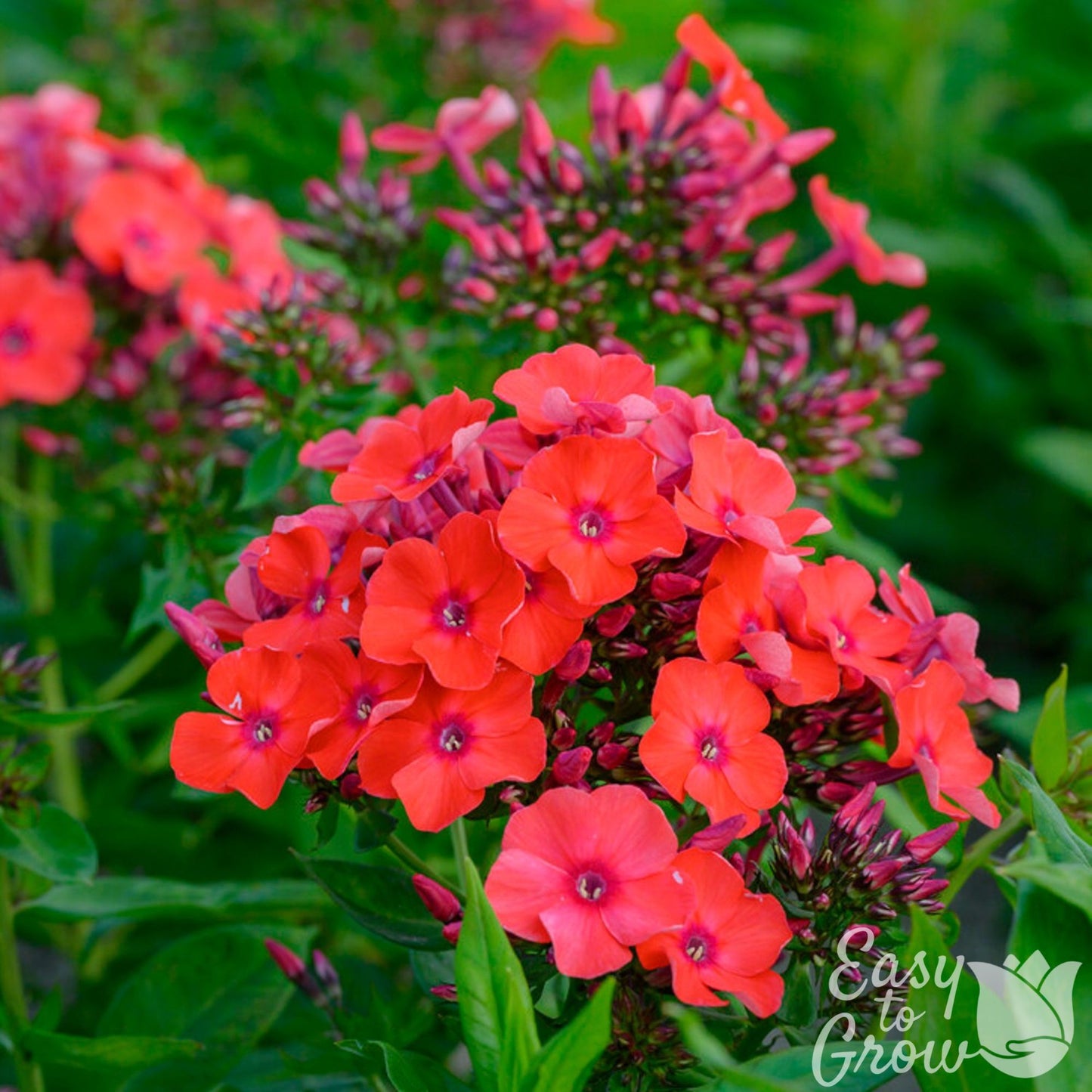 Orange-red flowers of phlox orange perfection