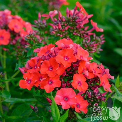 Orange-red flowers of phlox orange perfection