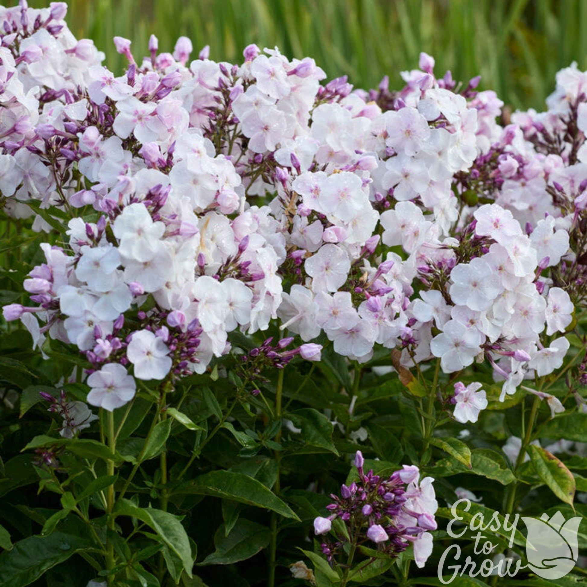 Group of Phlox party girl in bloom
