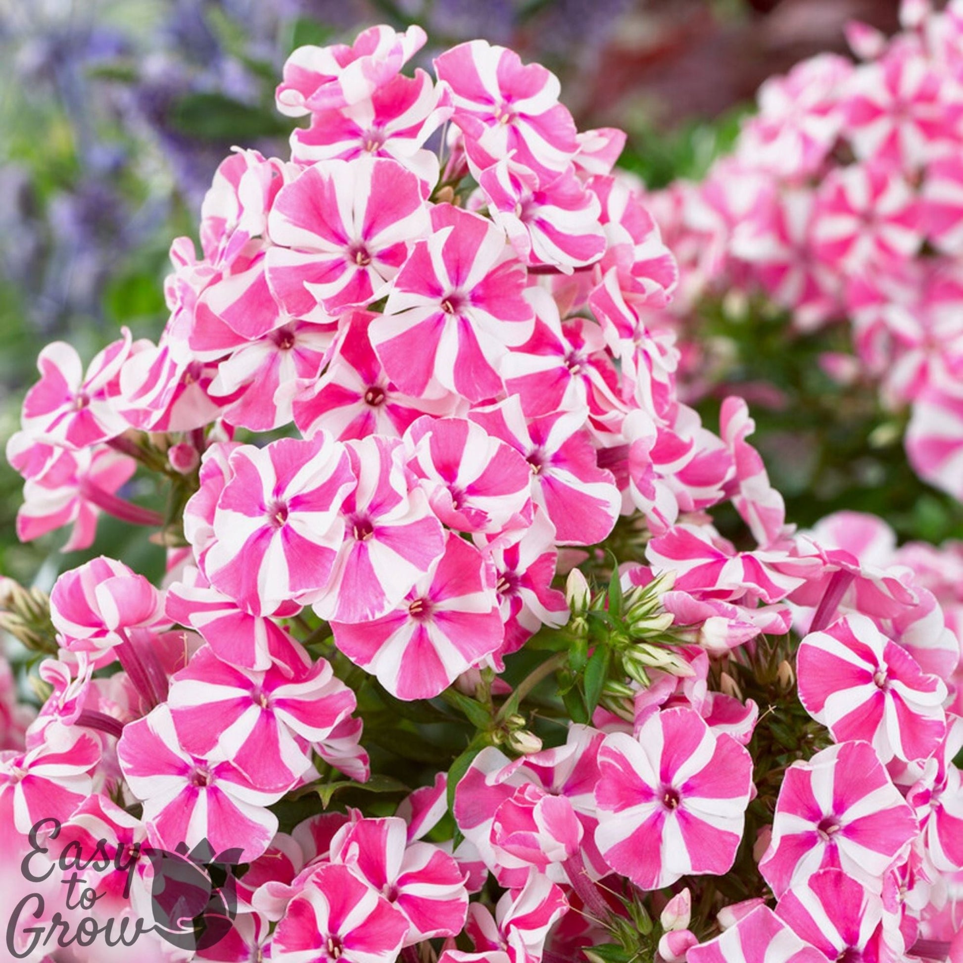 bright pink and white striped flowers of Peppermint Twist Phlox.