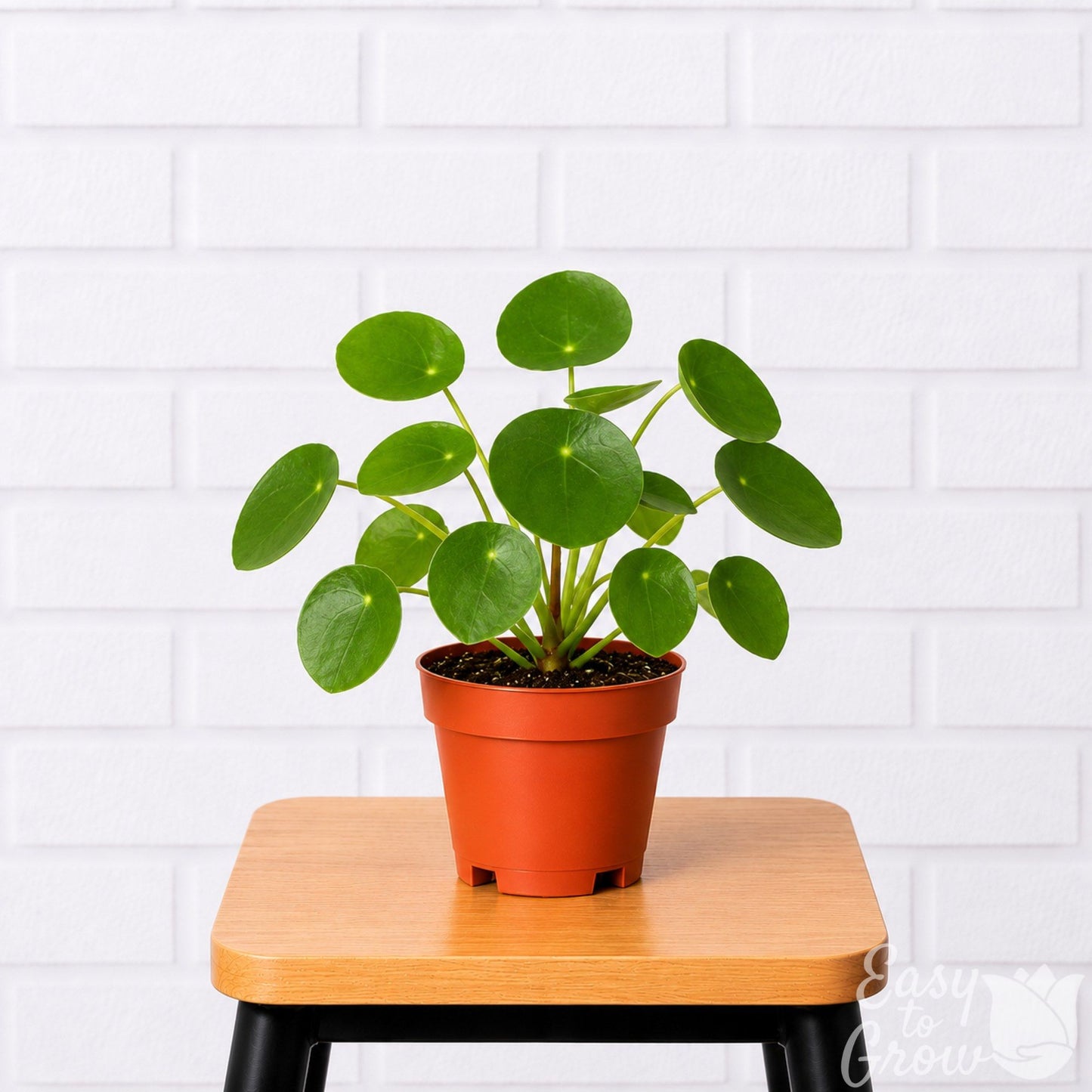 Pilea Chinese Money potted houseplant in a grower pot on a stool