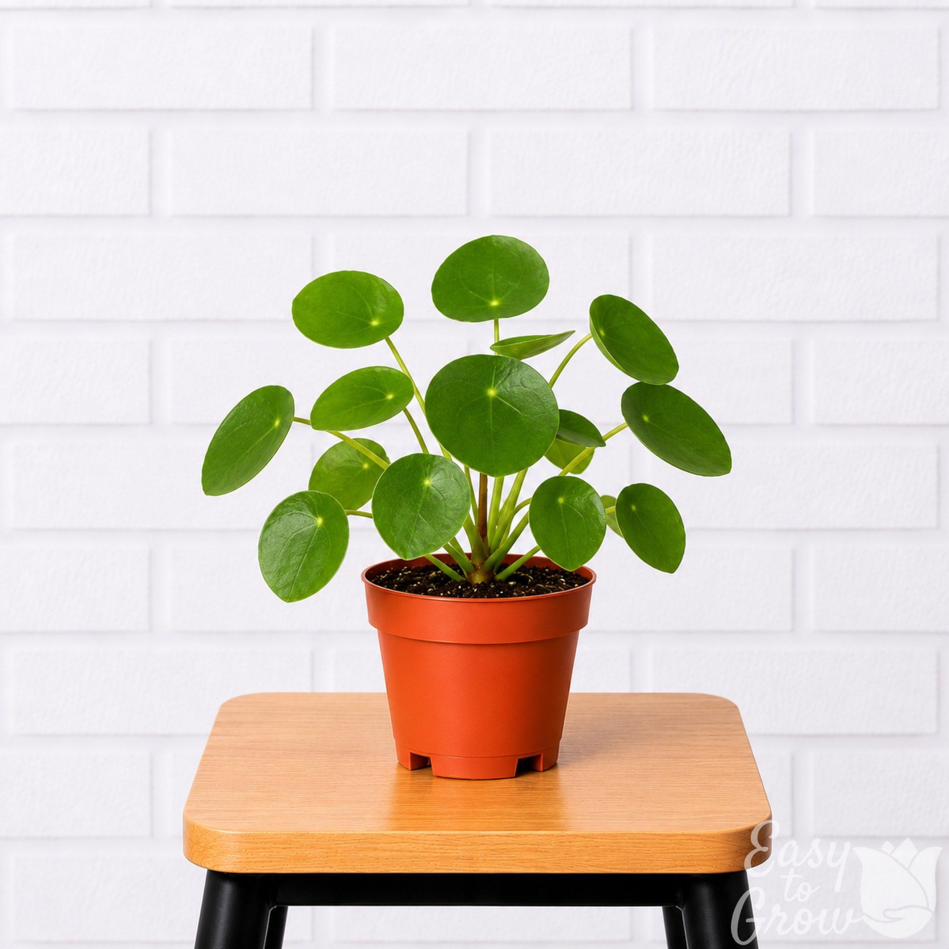 Pilea Chinese Money potted houseplant in a grower pot on a stool