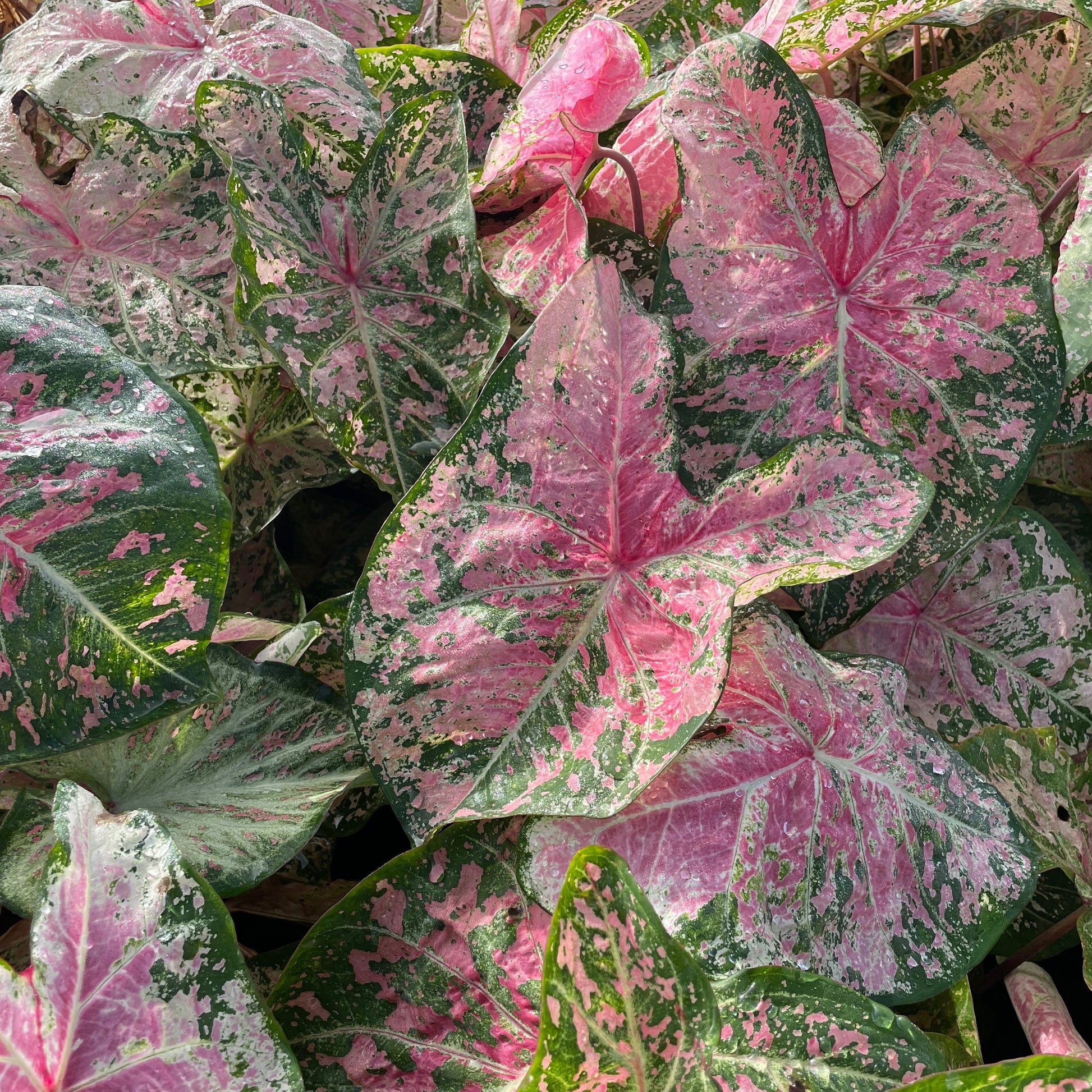Caladium Pink Cloud growing in the garden 