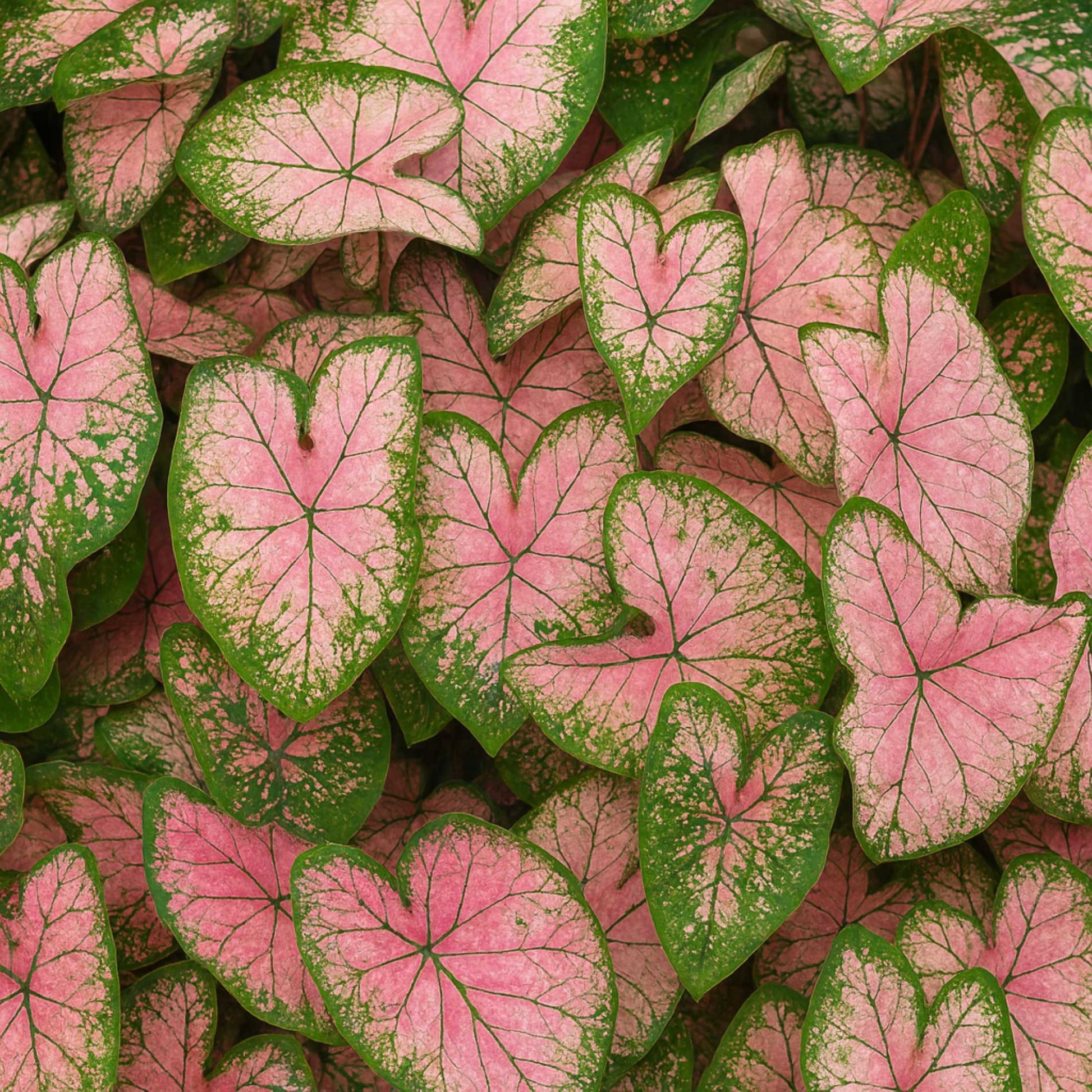 Caladium Pink Splash features light to medium pink foliage with green veining, margins and markings.