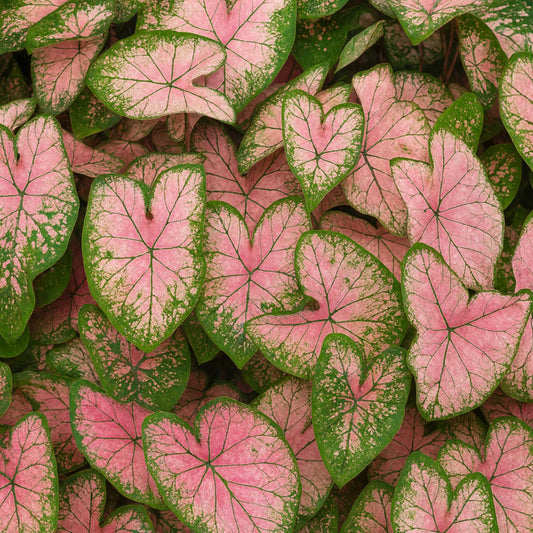 Caladium Pink Splash features light to medium pink foliage with green veining, margins and markings.