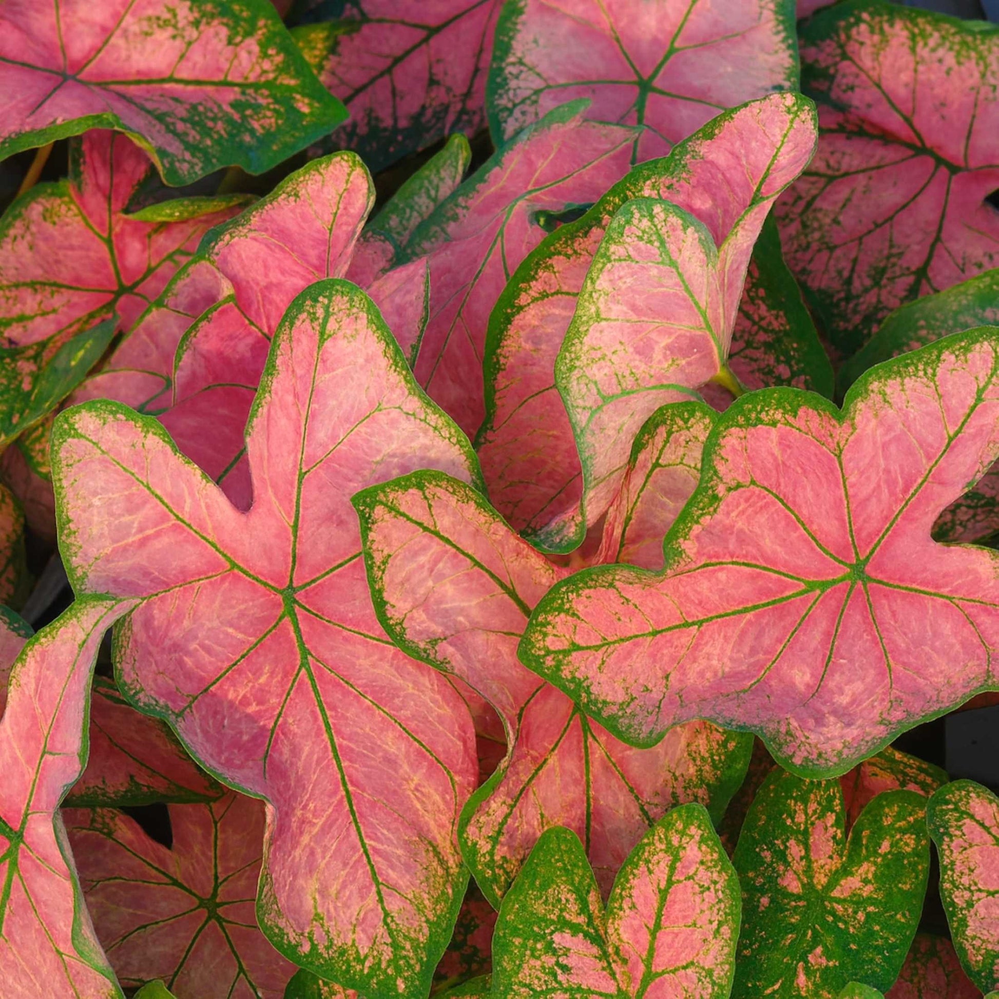 Caladium Pink Splash features light to medium pink foliage with green veining, margins and markings.