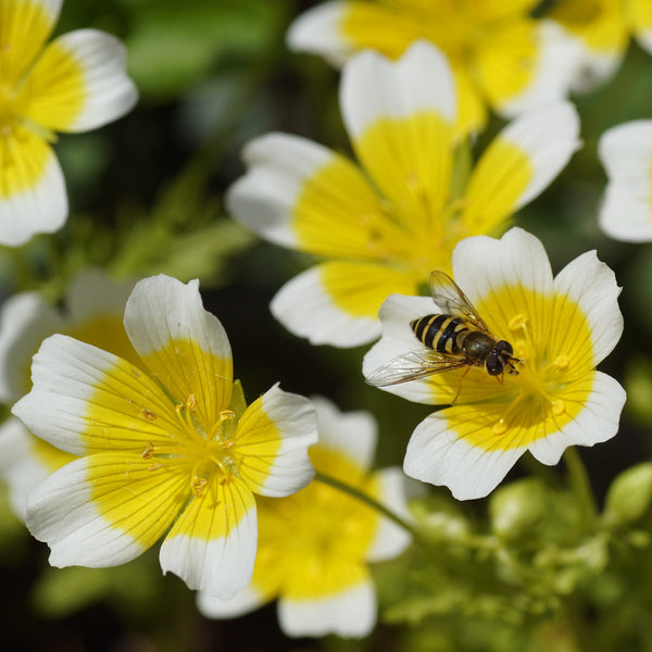 Easy to Grow Poached Egg Plant Seed