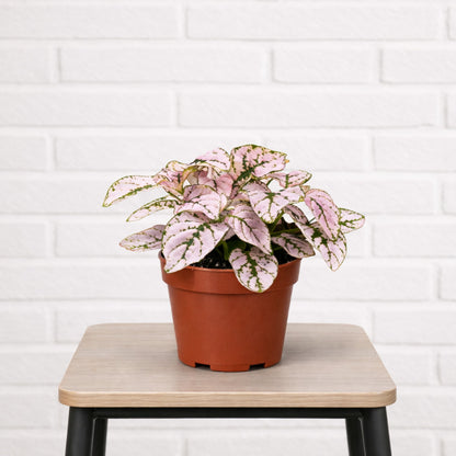 Pink polka dot houseplant in a grower pot, placed on a stool