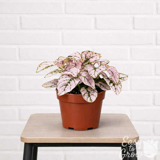 Pink polka dot houseplant in a grower pot, placed on a stool