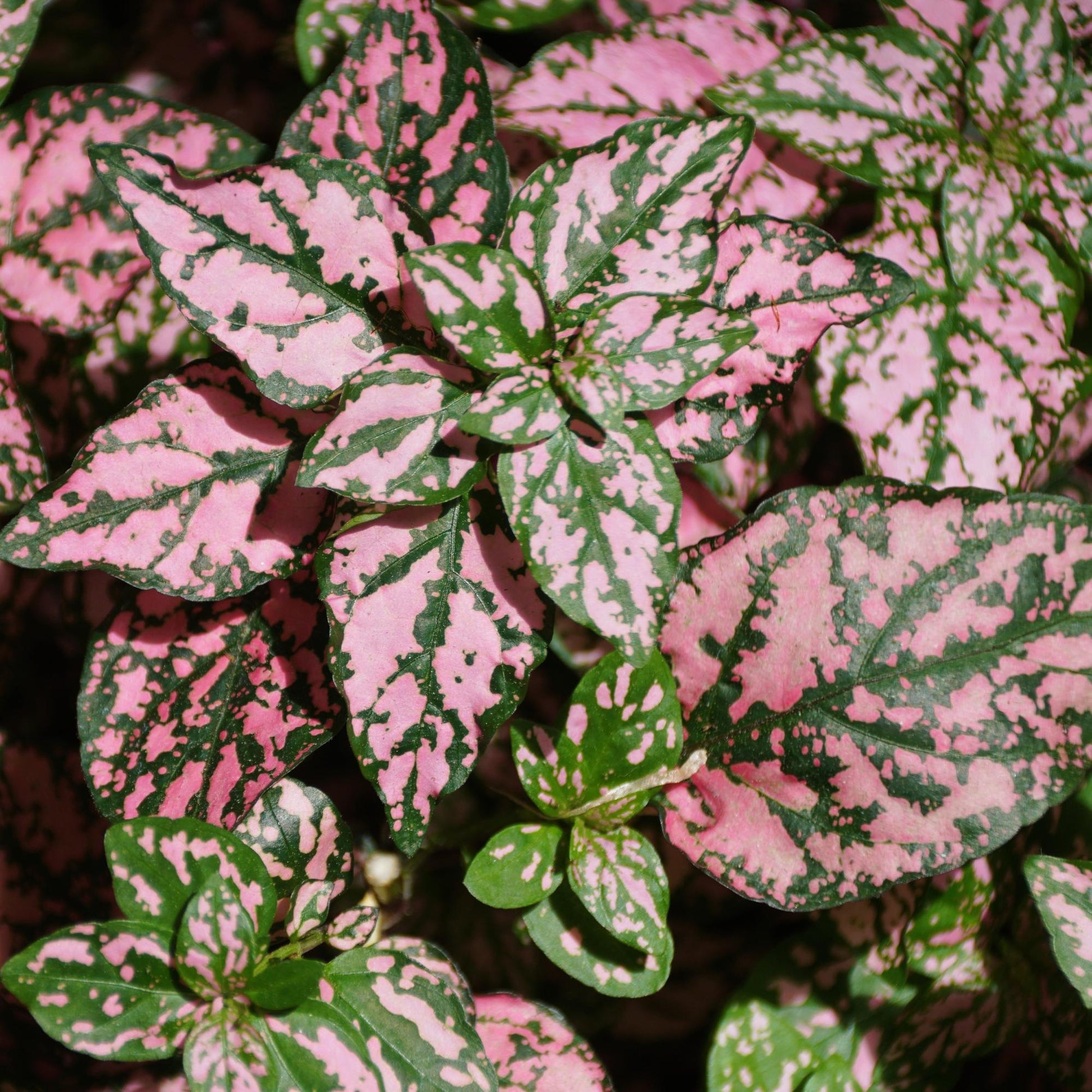 close up of pink polka dot plant pink and green leaves