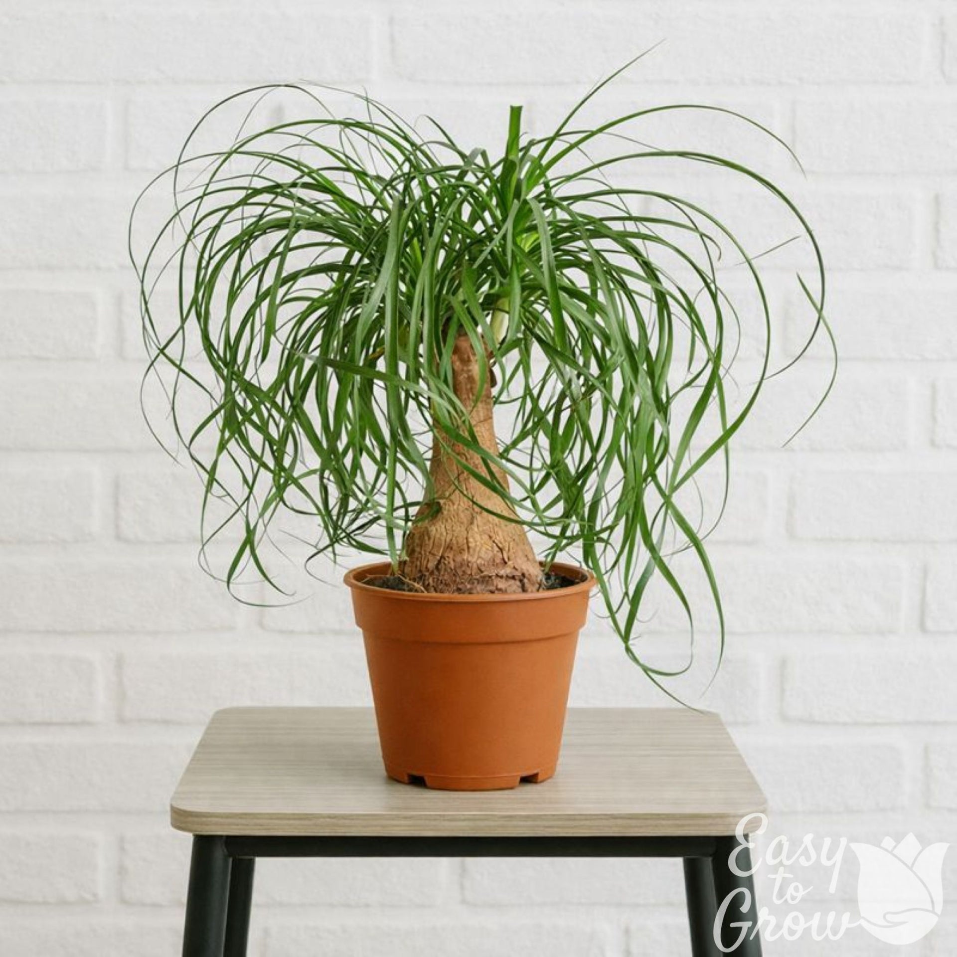 Ponytail Palm Elephant Foot Houseplant for Sale – Easy To Grow Bulbs
