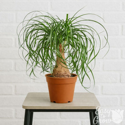 ponytail elephant foot palm on a stool and white brick background